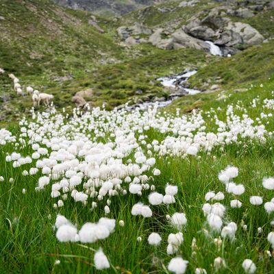 Wollgrasblüte
